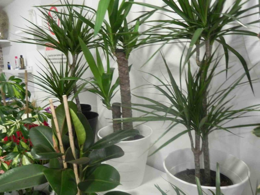 Hava Değişiminden Çiçeklerin Olumsuz Etkilenmemesi İçin Önemli Tavsiyelerde