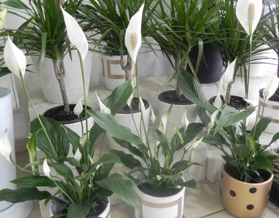 Hava Değişiminden Çiçeklerin Olumsuz Etkilenmemesi İçin Önemli Tavsiyelerde