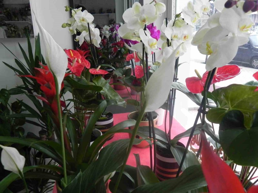 Hava Değişiminden Çiçeklerin Olumsuz Etkilenmemesi İçin Önemli Tavsiyelerde