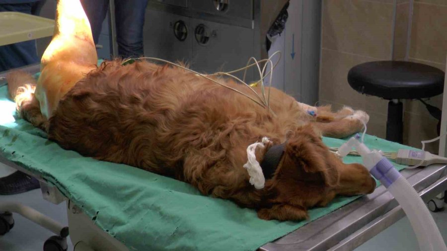 2023’ün İlk Çeyreğinde Büyükbaş Hasta Sayısı Düştü