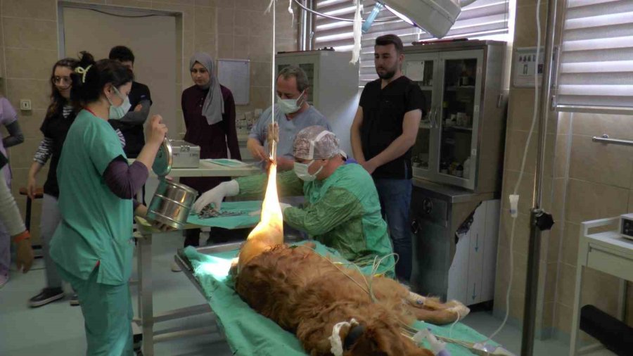 2023’ün İlk Çeyreğinde Büyükbaş Hasta Sayısı Düştü