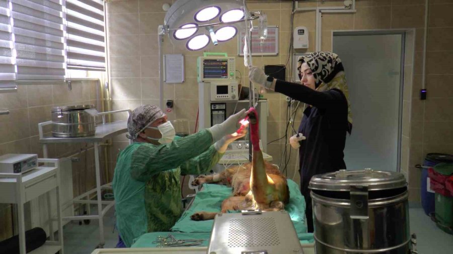 2023’ün İlk Çeyreğinde Büyükbaş Hasta Sayısı Düştü