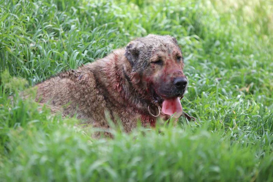 Sokak Köpeği Dehşet Saçtı: Önce Çocuğu Isırdı, Sonra Bir Başka Köpeği Boğdu
