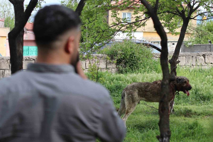 Sokak Köpeği Dehşet Saçtı: Önce Çocuğu Isırdı, Sonra Bir Başka Köpeği Boğdu