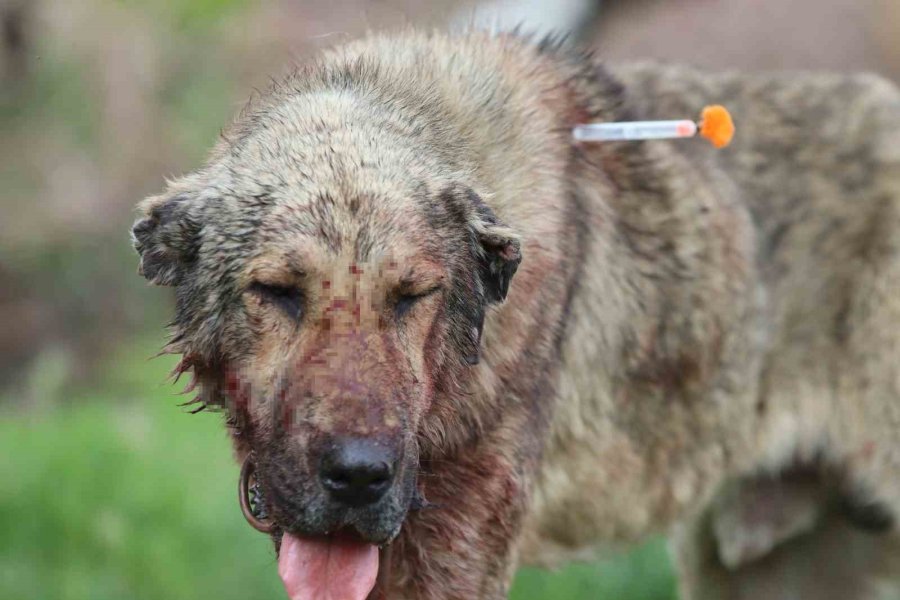 Sokak Köpeği Dehşet Saçtı: Önce Çocuğu Isırdı, Sonra Bir Başka Köpeği Boğdu