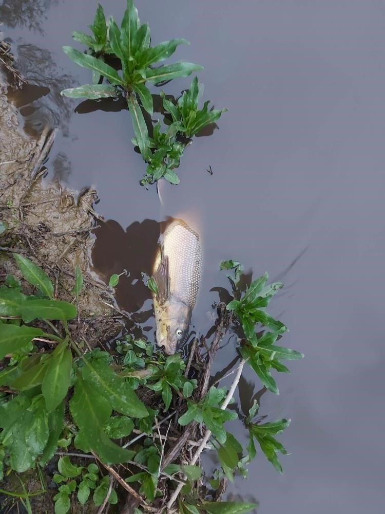 Balıkları Sıvı Gübre Atığı Öldürmüş
