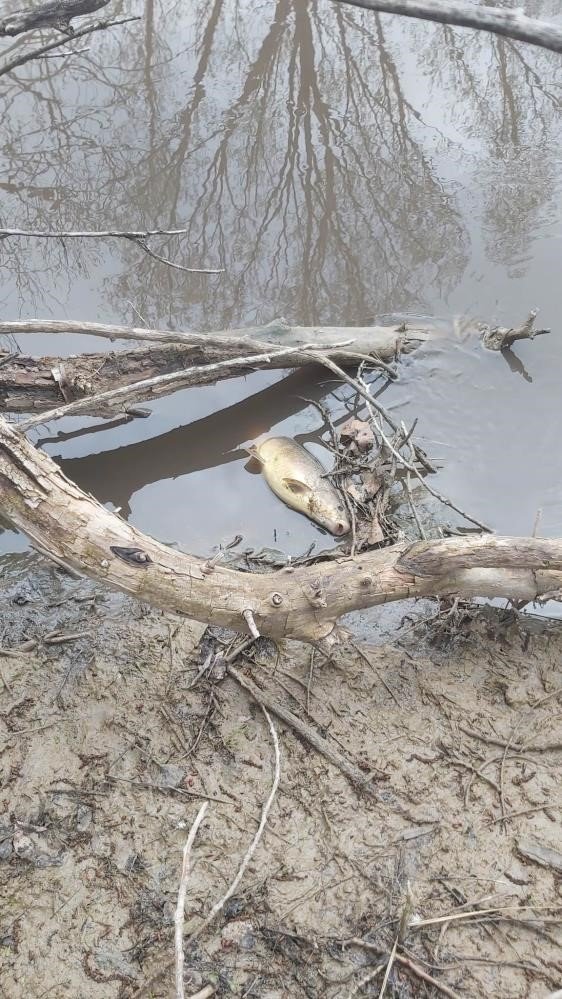 Balıkları Sıvı Gübre Atığı Öldürmüş