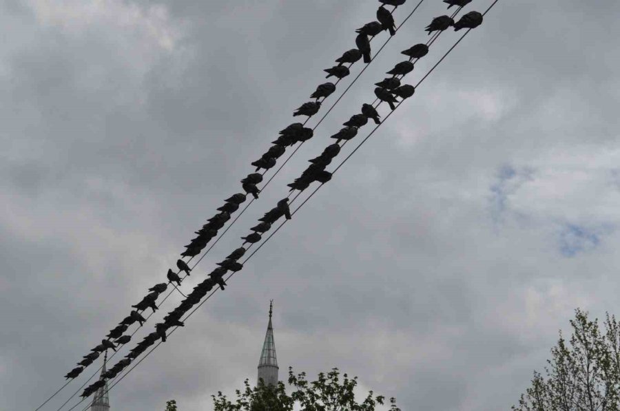 Kuşların Ekmek Büfesi Yanında Kırıntı Nöbeti