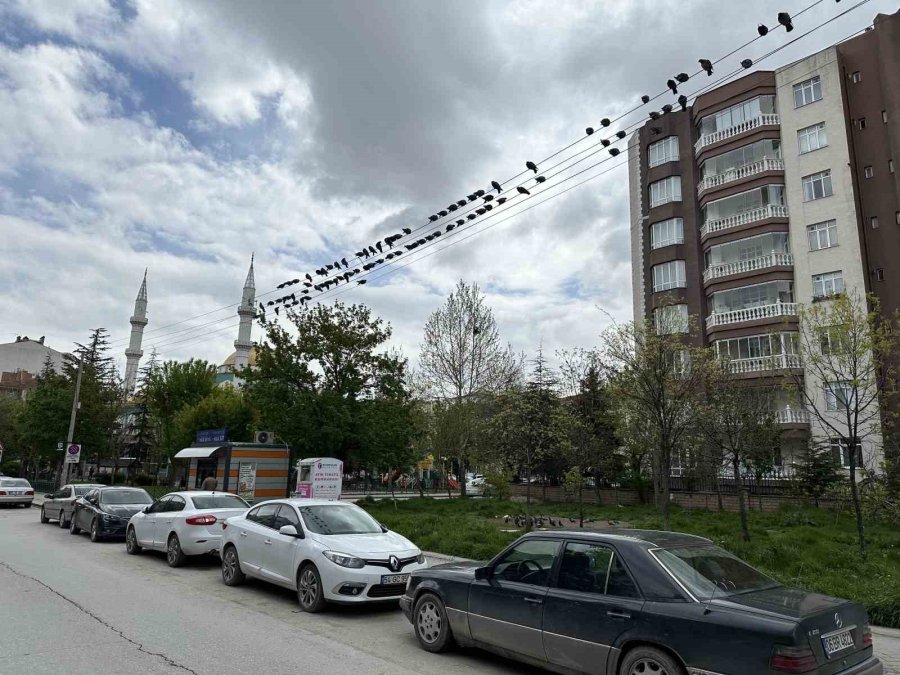 Kuşların Ekmek Büfesi Yanında Kırıntı Nöbeti