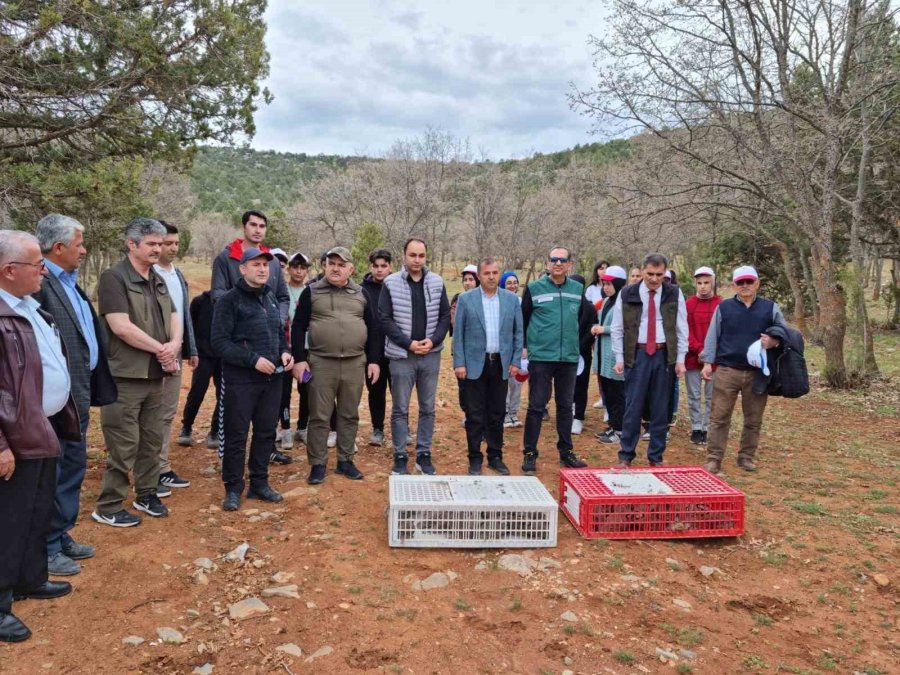 Konya’da Kınalı Keklikler Doğaya Salındı