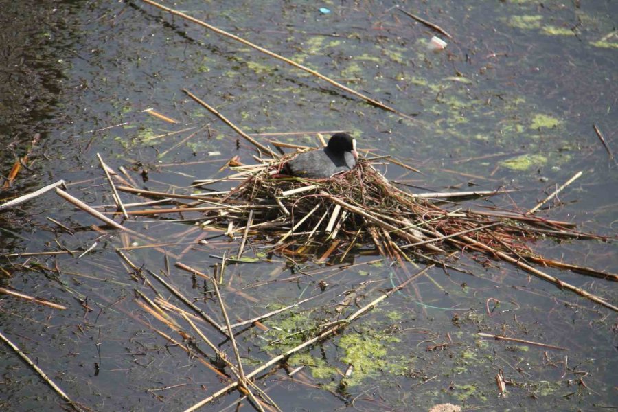 Köprü Önüne Ve Regülatör Gözleri İçinde Kuluçkaya Yatan Meke Ve Kazlar İlgi Odağı Oldu