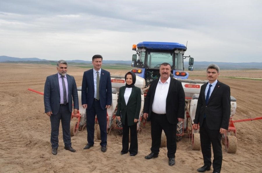 Beylikova Ayçiçeğinde Zirveye Oynuyor