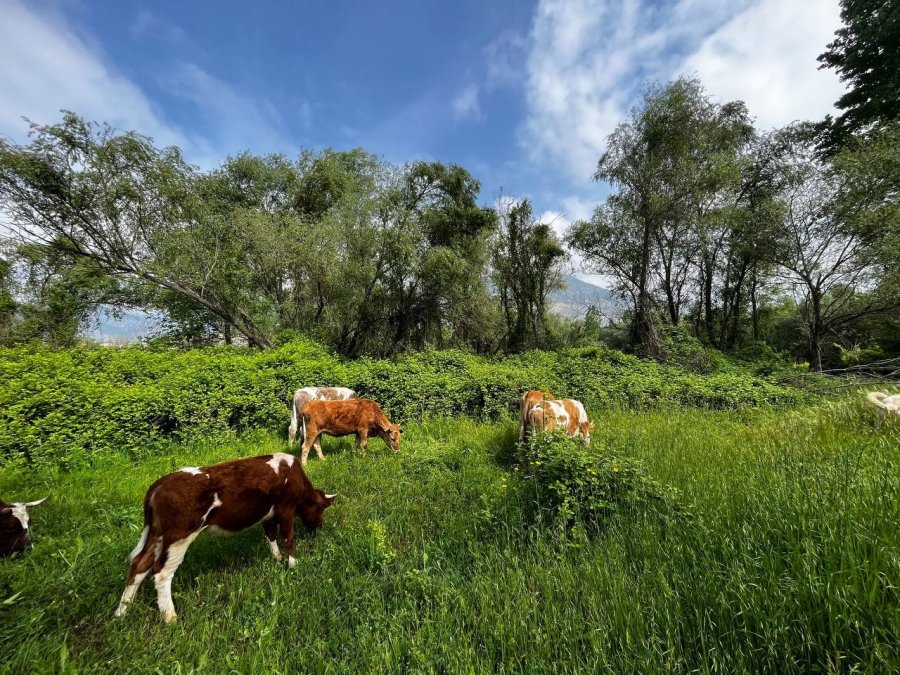 El Değmemiş Yaylalarda Otlayan Hayvanların Kartpostallık Manzarası