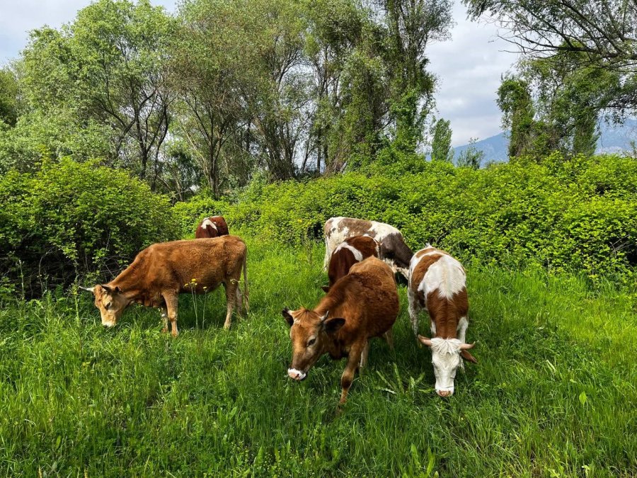 El Değmemiş Yaylalarda Otlayan Hayvanların Kartpostallık Manzarası