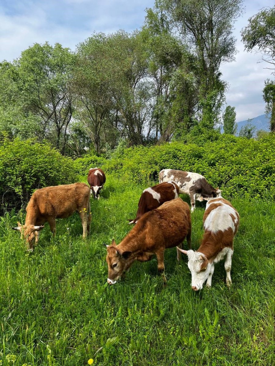 El Değmemiş Yaylalarda Otlayan Hayvanların Kartpostallık Manzarası