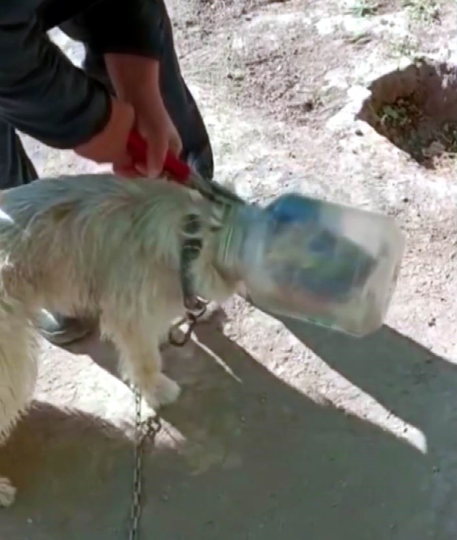 Kafası Bidona Sıkışan Köpeği İtfaiye Kurtardı