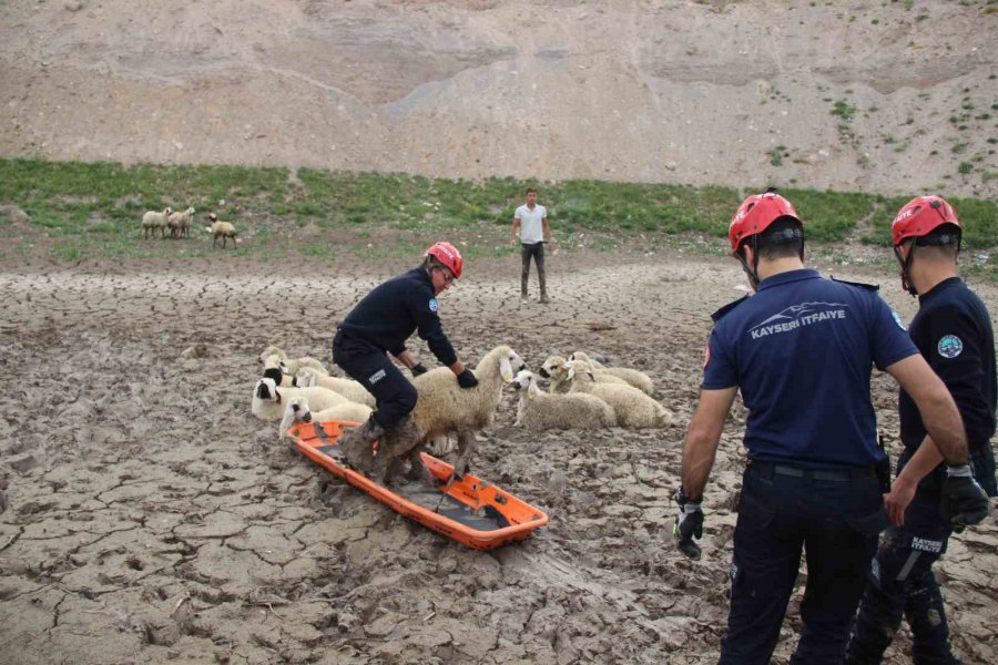 Büyükşehir İtfaiyesi’nden Bataklıkta 2 Saatlik Koyun Kurtarma Operasyonu