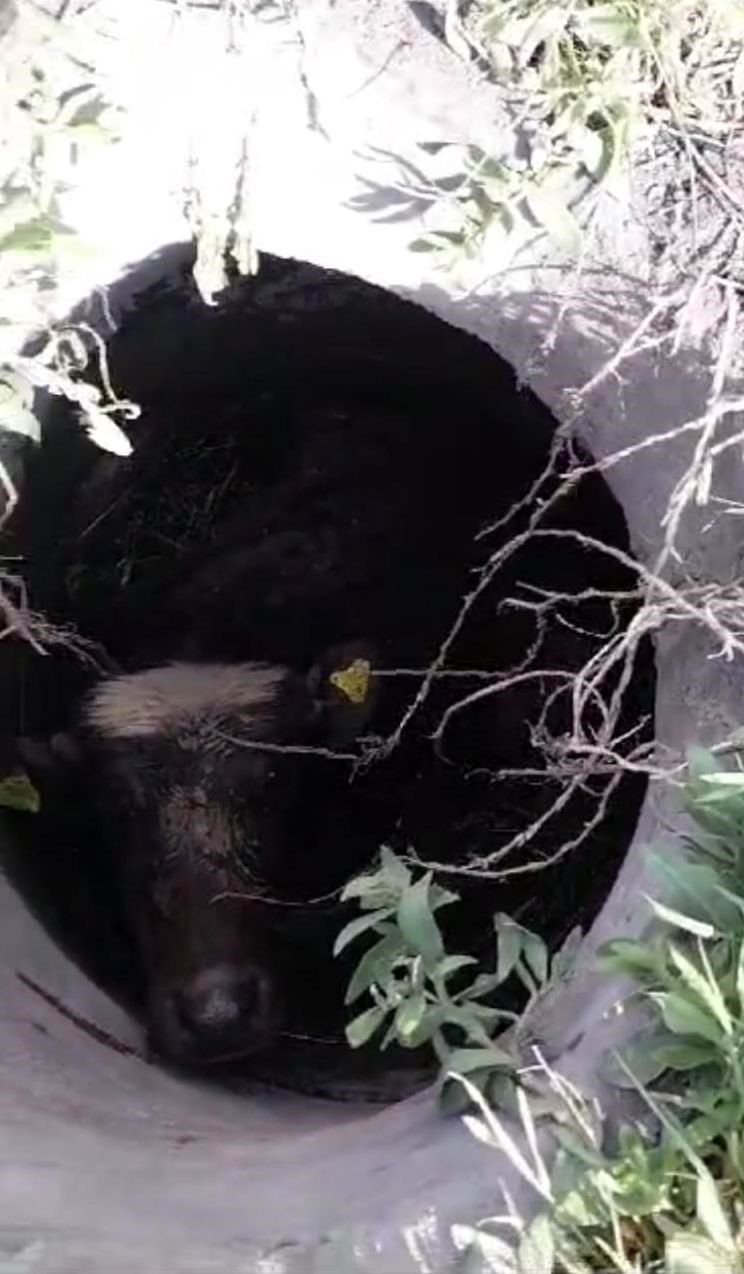 Mantar Toplamaya Giden Vatandaşlar Gördükleri Manzara Karşısında Şok Oldu