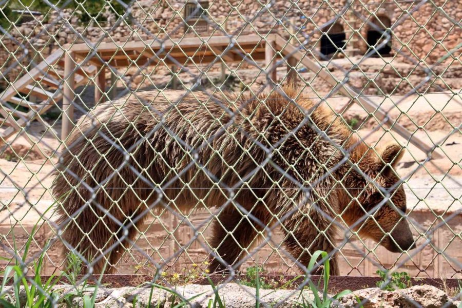 Sıcaktan Bunalan Boz Ayı Ailesinin Havuz Keyfi