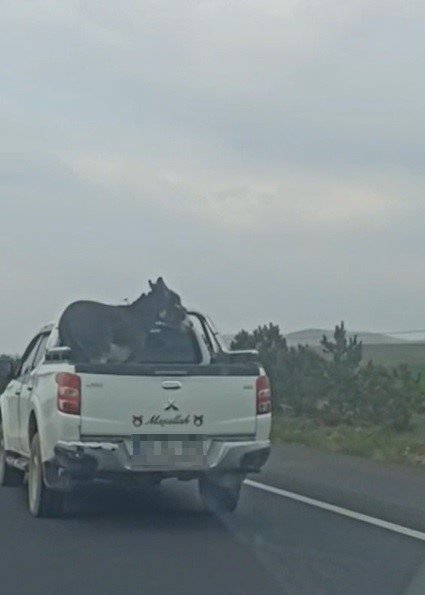 Pikap Kasasına Bağlanan Eşek Yürekleri Ağza Getirdi