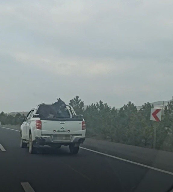 Pikap Kasasına Bağlanan Eşek Yürekleri Ağza Getirdi