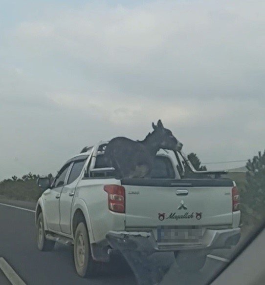 Pikap Kasasına Bağlanan Eşek Yürekleri Ağza Getirdi