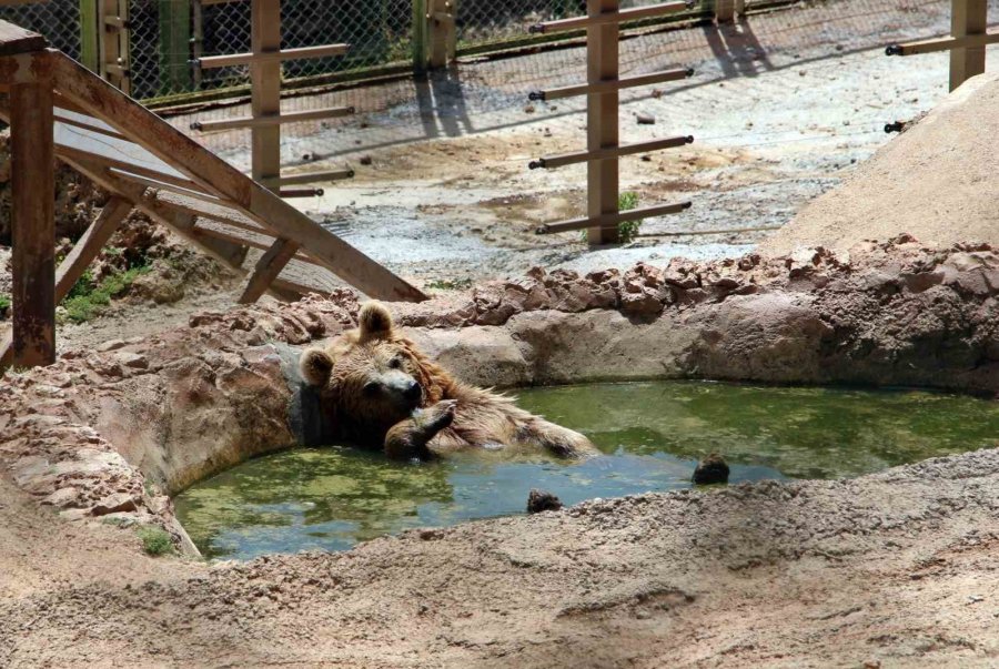 Sıcaktan Bunalan Boz Ayı Ailesinin Havuz Keyfi