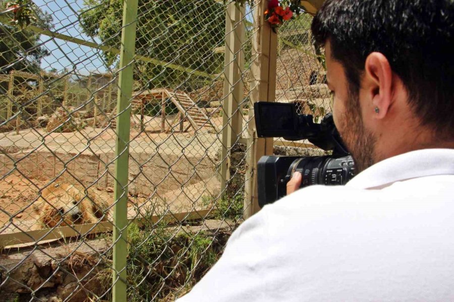 Sıcaktan Bunalan Boz Ayı Ailesinin Havuz Keyfi