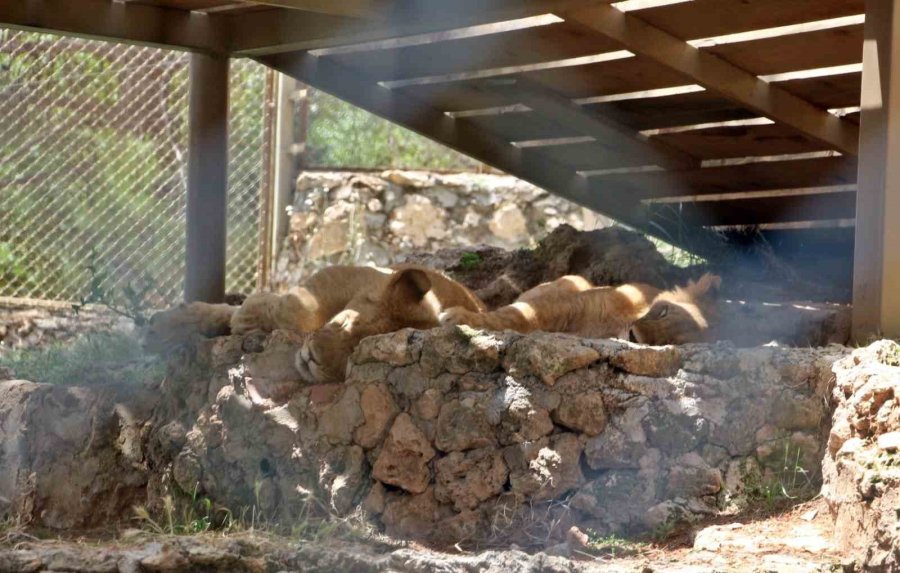 Sıcaktan Bunalan Boz Ayı Ailesinin Havuz Keyfi