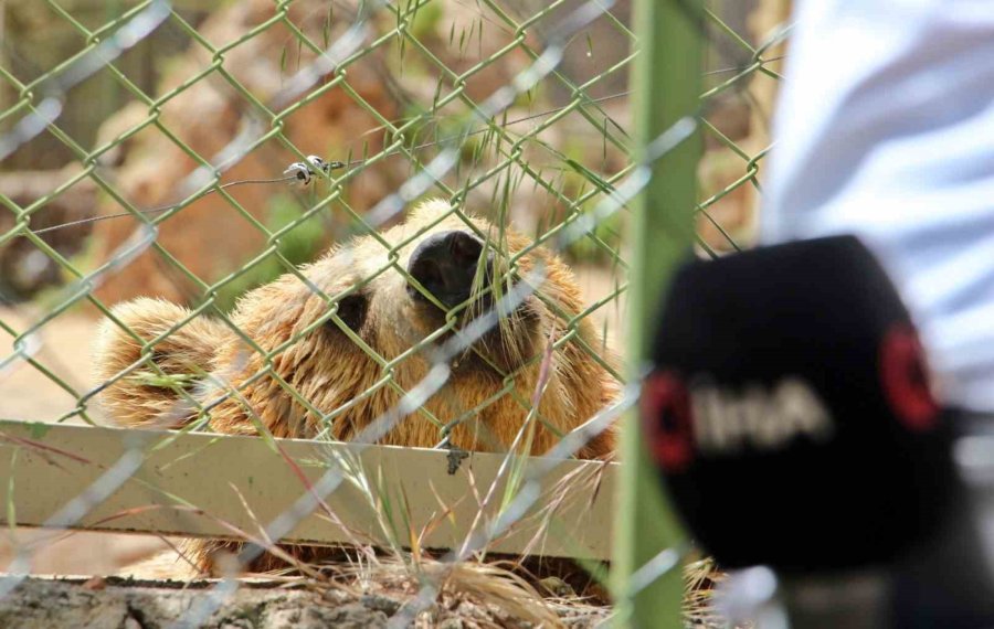 Sıcaktan Bunalan Boz Ayı Ailesinin Havuz Keyfi