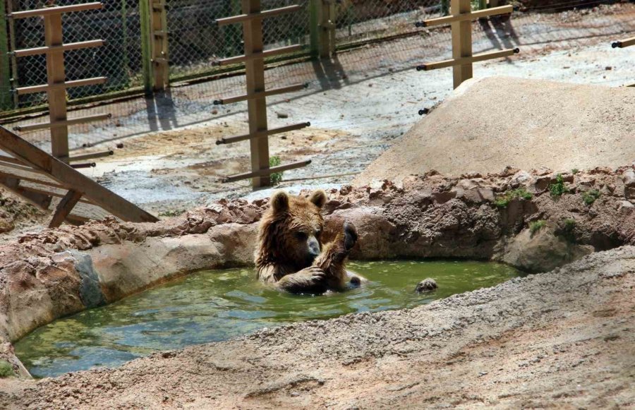 Sıcaktan Bunalan Boz Ayı Ailesinin Havuz Keyfi