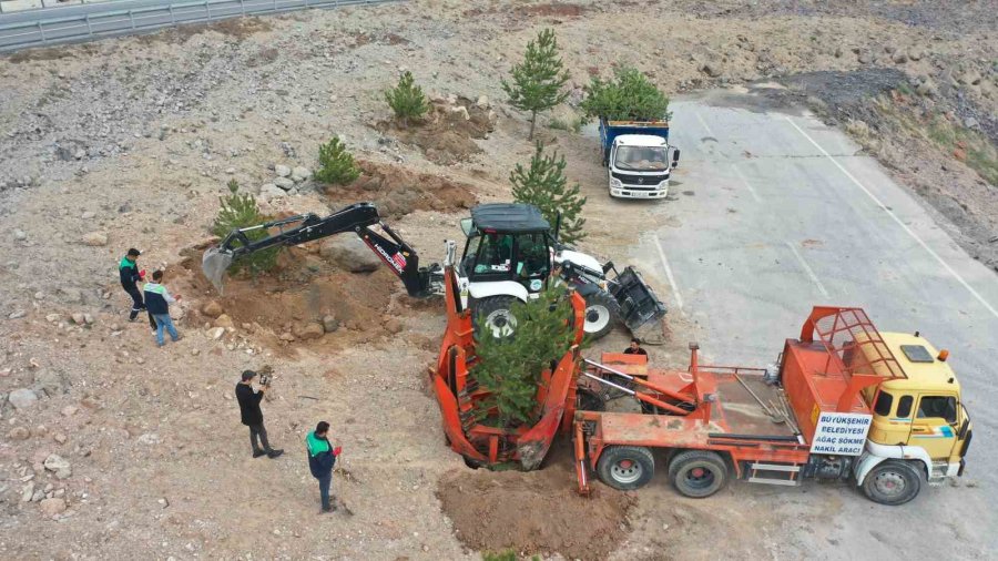 Büyükşehir, Mimarsinan Osb Kavşağı İle Refüjleri Ağaç Taşıma Yöntemi İle Ağaçlandırıyor