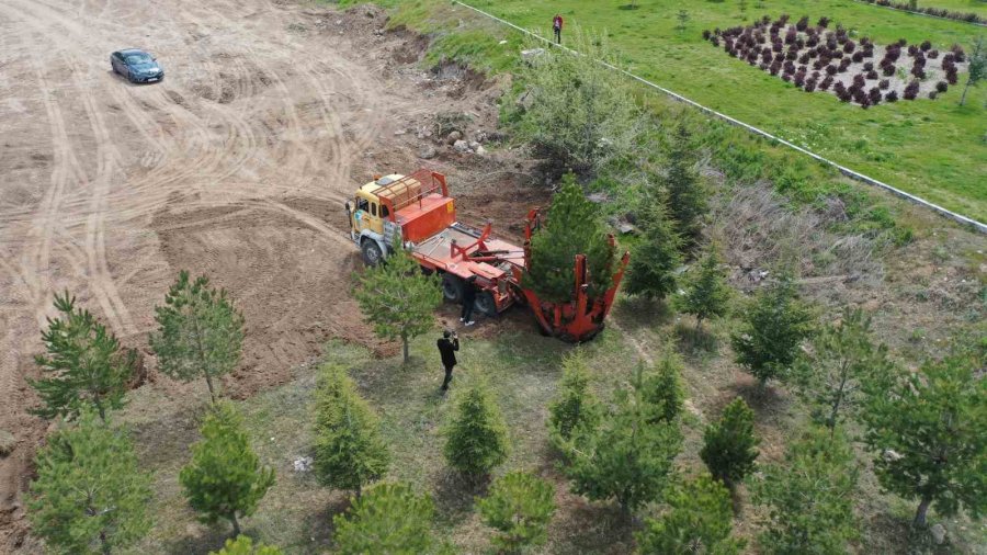 Büyükşehir, Mimarsinan Osb Kavşağı İle Refüjleri Ağaç Taşıma Yöntemi İle Ağaçlandırıyor