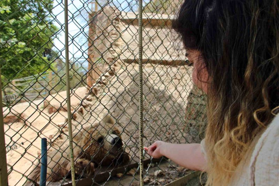 Sıcaktan Bunalan Boz Ayı Ailesinin Havuz Keyfi