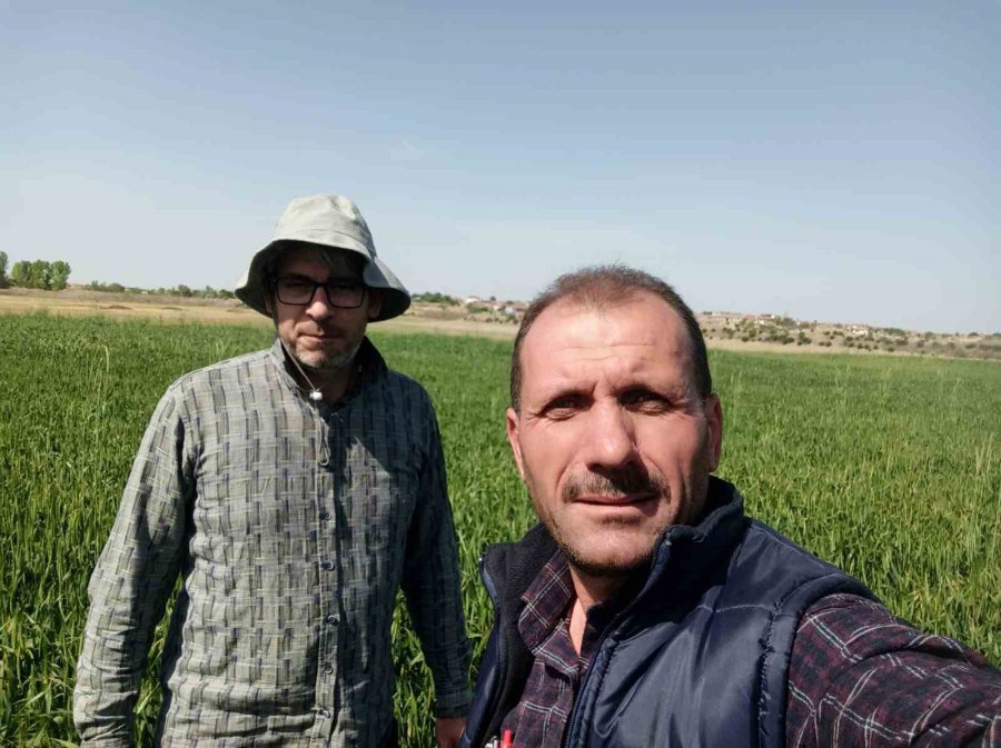 Günyüzü İlçesinde Tarlalarda Süne Kontrolü Yapıldı