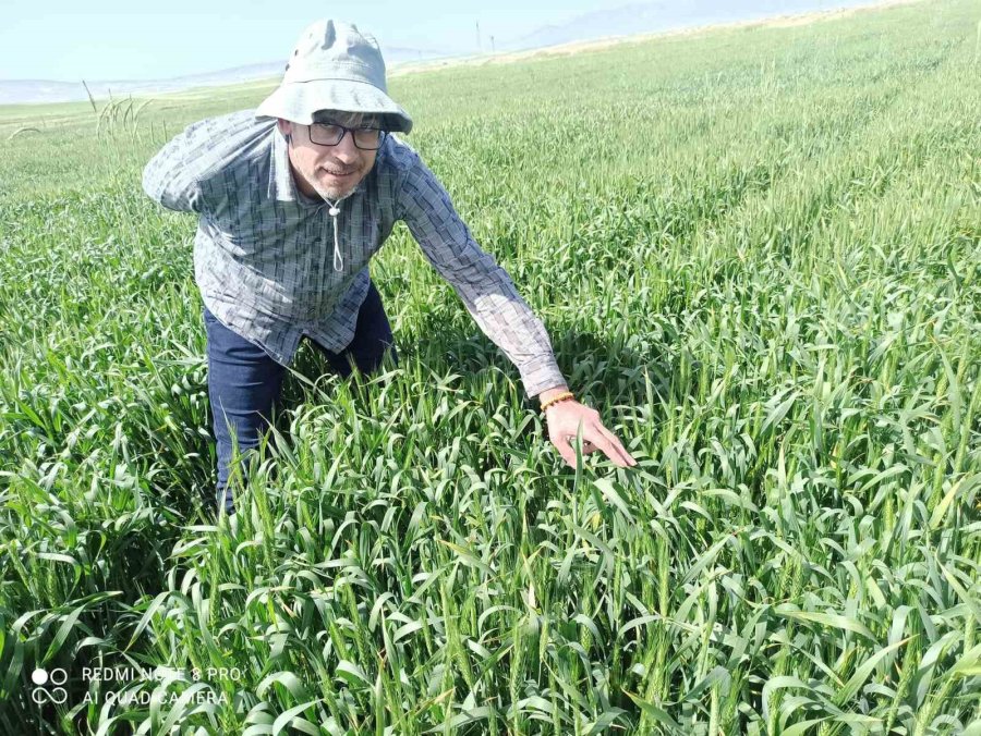 Günyüzü İlçesinde Tarlalarda Süne Kontrolü Yapıldı