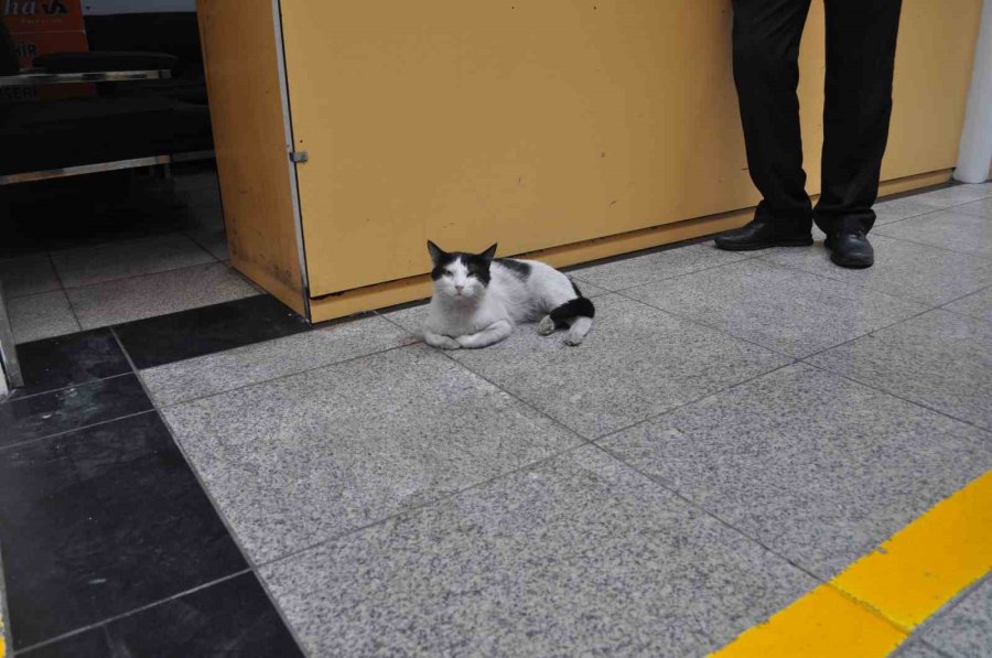 Otogarı Mesken Edinen ’paslak’ Yazıhanenin Maskotu Haline Geldi