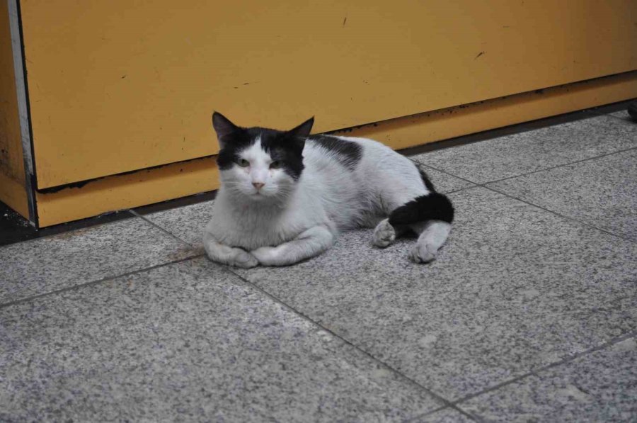 Otogarı Mesken Edinen ’paslak’ Yazıhanenin Maskotu Haline Geldi