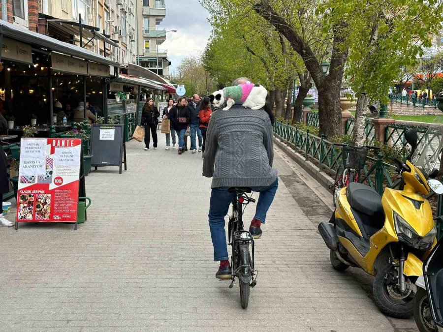 Boynunda Kedisi İle Tüm Türkiye’yi Dolaşıyor