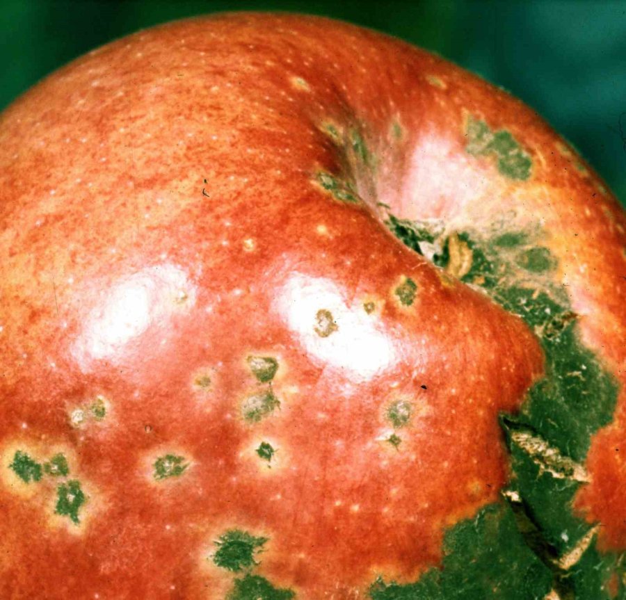 Üreticilere ’elma Karaleke’ Hastalığı Uyarısı