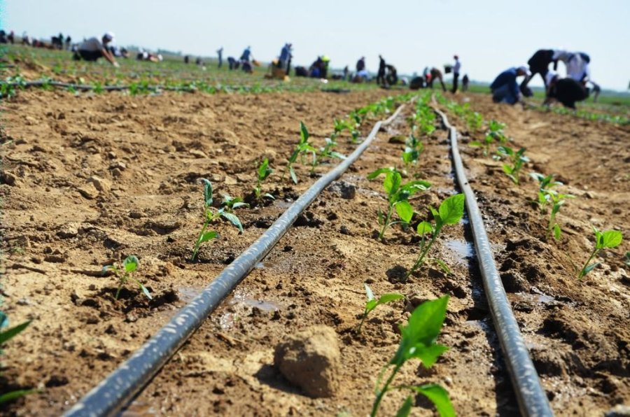 Ereğli Adabağ’da Yılın İlk Fide Ekimi Gerçekleştirildi