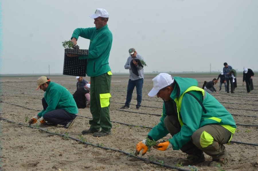 Ereğli Adabağ’da Yılın İlk Fide Ekimi Gerçekleştirildi