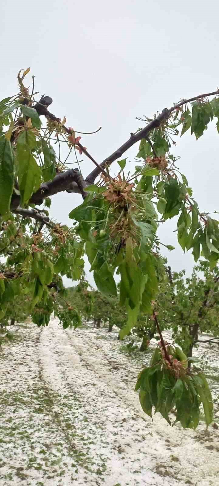 Mayıs Ayının Ortasında Kiraz Bahçelerini Dolu Vurdu
