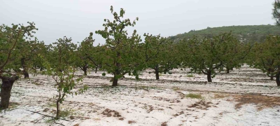 Mayıs Ayının Ortasında Kiraz Bahçelerini Dolu Vurdu