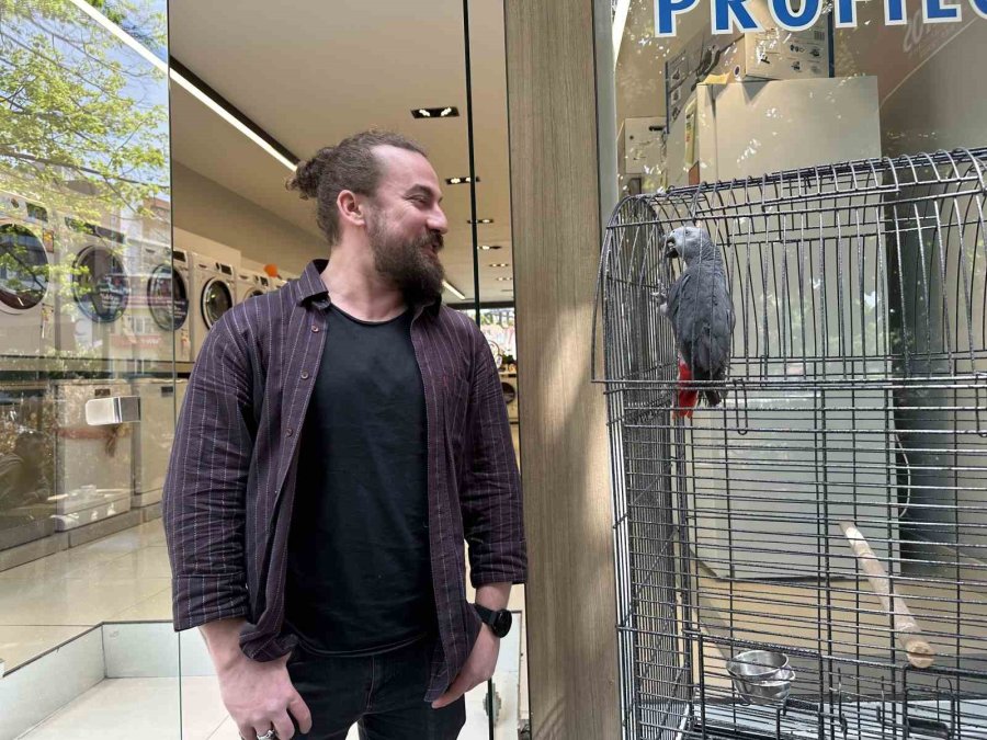 ’pala’ İsimli Papağan Kargalara İmrendi, Türkçeyi Unuttu