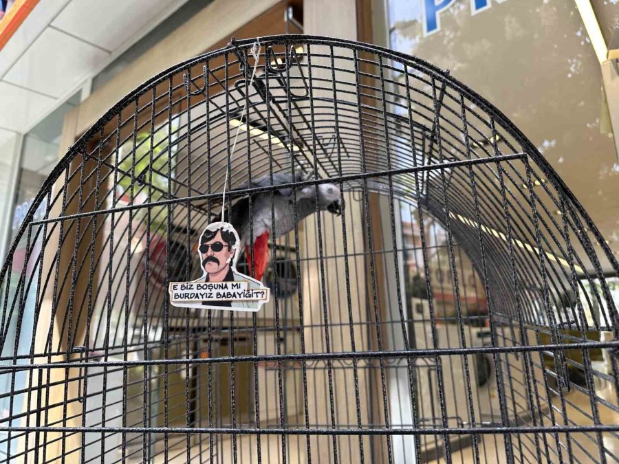 ’pala’ İsimli Papağan Kargalara İmrendi, Türkçeyi Unuttu