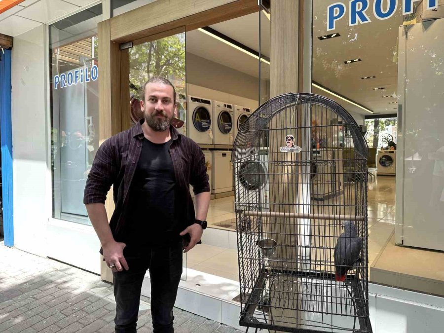 ’pala’ İsimli Papağan Kargalara İmrendi, Türkçeyi Unuttu