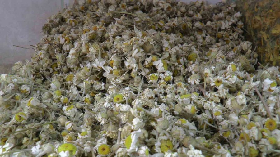 Yaz Nezlesine Zencefil