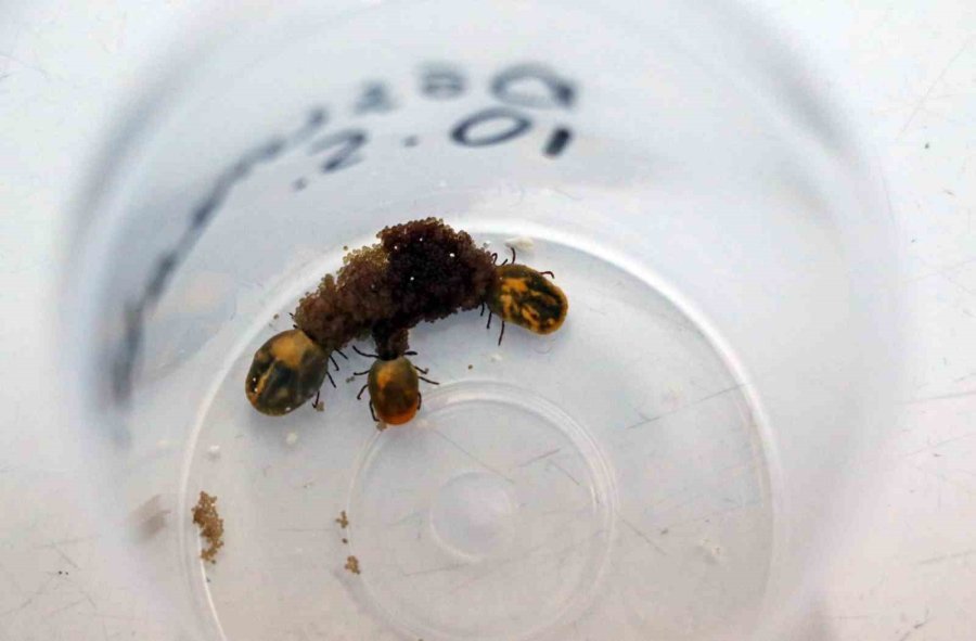 Bir Defada Binlerce Yumurta Bırakıyor, Hayvan Ve İnsanın Kanını Emerken Anestezi Uyguluyor