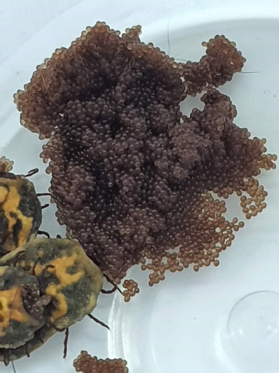 Bir Defada Binlerce Yumurta Bırakıyor, Hayvan Ve İnsanın Kanını Emerken Anestezi Uyguluyor